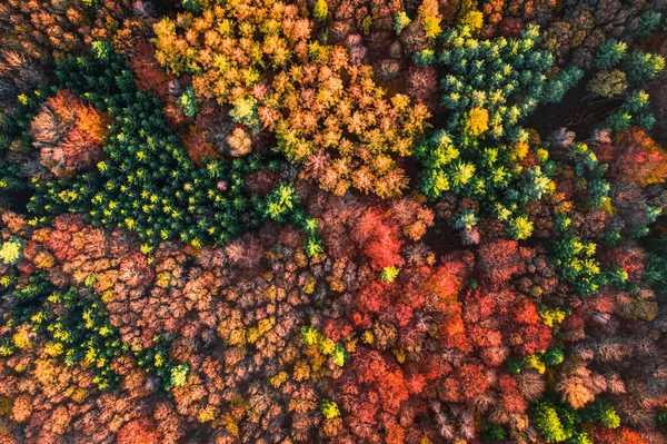 Ovanifrån Röd Höstskog Vid Solnedgången Polen Europa — Stockfoto