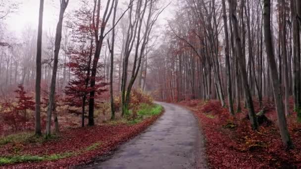 Camino de asfalto a través del bosque nublado de otoño, vista aérea — Vídeo de stock