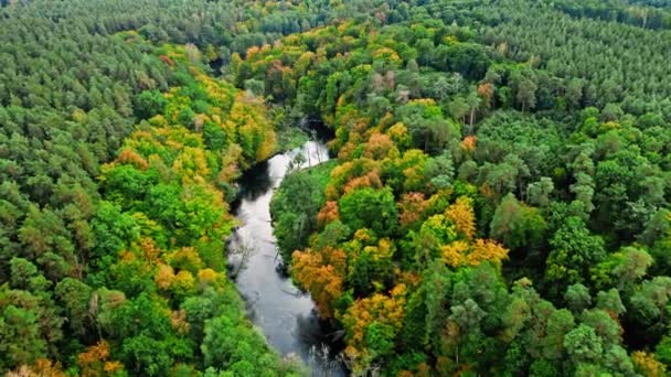 Herfst bos en kronkelende rivier in Polen, luchtfoto — Stockvideo