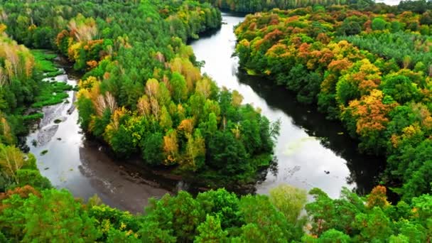 Schitterend rivier- en herfstbos, vanuit de lucht te zien in Polen — Stockvideo