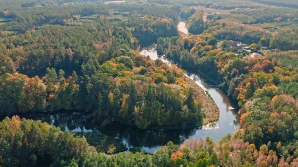 Mglista rzeka i jesienny las w Polsce, widok z powietrza — Wideo stockowe