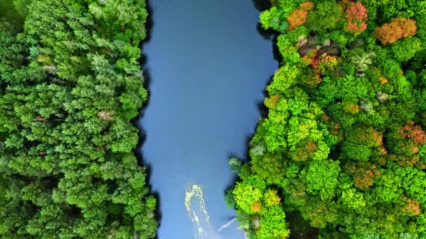 Vista de arriba hacia abajo del gran río y el bosque de otoño — Vídeos de Stock