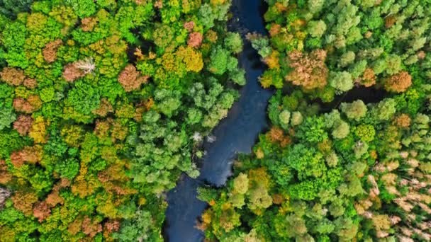 Ovanifrån av färgglada höstskog och flod, Polen — Stockvideo