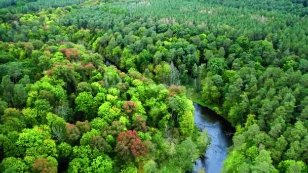 Rivier en groen herfstbos, vanuit de lucht uitzicht op Polen — Stockvideo