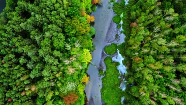 Вид з повітря на зелений ліс і невелику річку восени — стокове відео