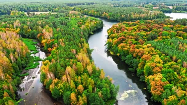 Vista aérea da floresta de outono e rio girando, Polônia — Vídeo de Stock