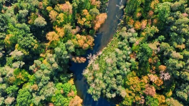 Вгорі вниз - звивиста річка й ліс (Польща). — стокове відео