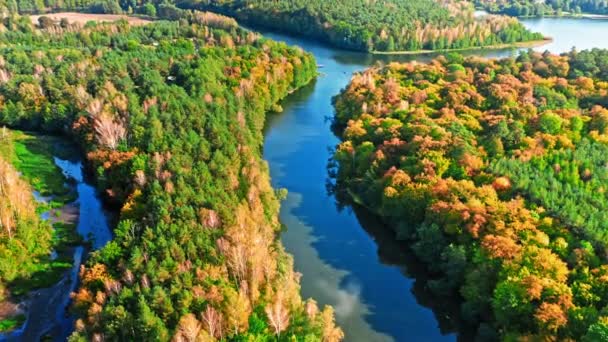 Floresta de outono colorida e rio, vista aérea da Polônia — Vídeo de Stock
