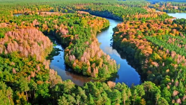 Floresta e rio girando ao pôr do sol no outono, vista aérea — Vídeo de Stock