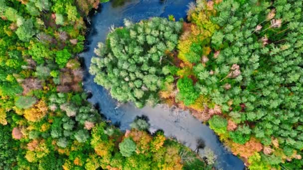 Vista de arriba hacia abajo del río y el bosque en otoño — Vídeos de Stock