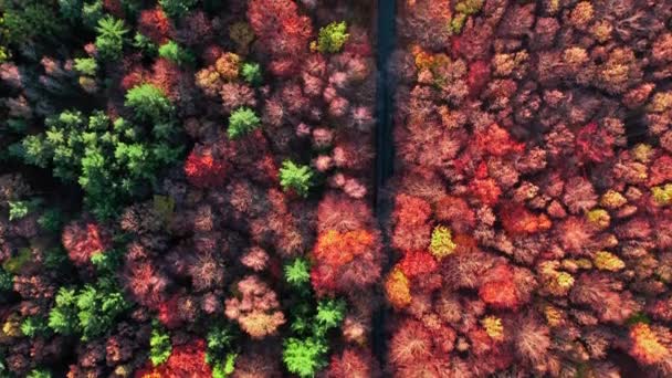 Червоний ліс з буку восени, вигляд з повітря Польщі. — стокове відео