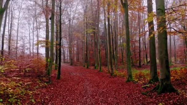 Bosque otoñal y sendero frondoso en Polonia — Vídeos de Stock