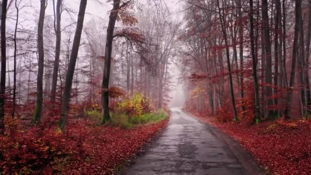 Camino de asfalto a través del bosque brumoso en otoño, vista aérea — Vídeos de Stock