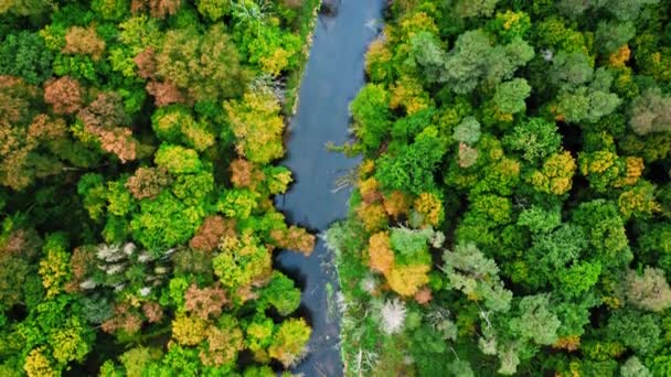Uppifrån och ned utsikt över älv och skog i början av hösten — Stockvideo