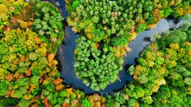Farverige efterår skov og snoede flod, luftfoto – Stock-video