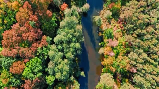 Bos en riviertje in zonnige herfst, vanuit de lucht — Stockvideo