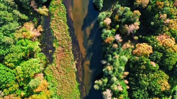 Річка і ліс в сонячний день, вигляд з повітря Польщі — стокове відео