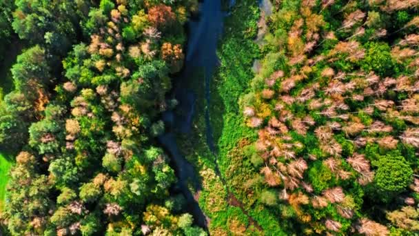 Верхній вид на річку і ліс, вигляд з повітря Польщі. — стокове відео