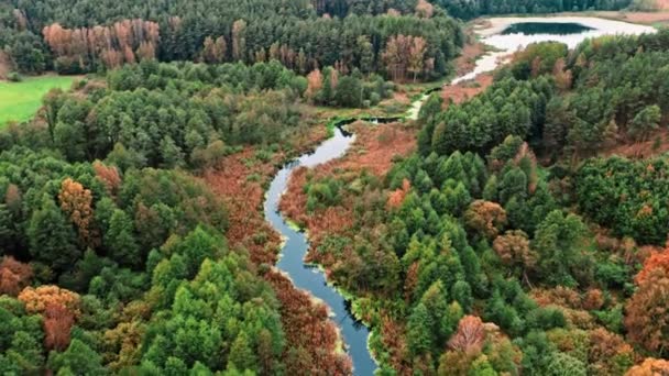 Rivier, algen en moeras in de herfst, vanuit de lucht — Stockvideo