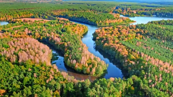Rzeka o zachodzie słońca jesienią, widok z lotu ptaka na Polskę — Wideo stockowe