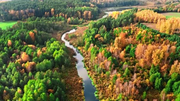 Bos en rivier bij zonsondergang in de herfst, vanuit de lucht — Stockvideo