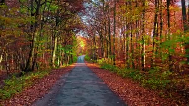 Asphalt road through forest in sunny autumn, aerial view — Stock Video