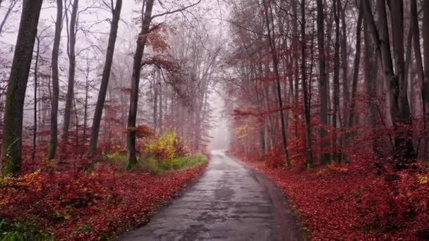 Camino de asfalto de otoño a través del bosque brumoso, vista aérea — Vídeos de Stock