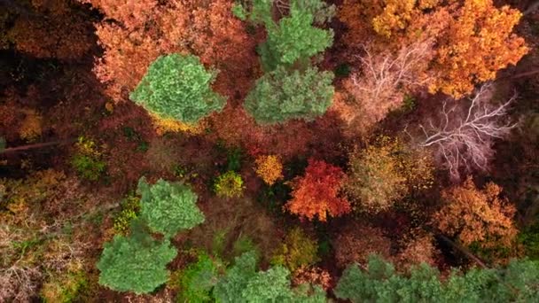 Widok z góry na jesienny las, Polska — Wideo stockowe