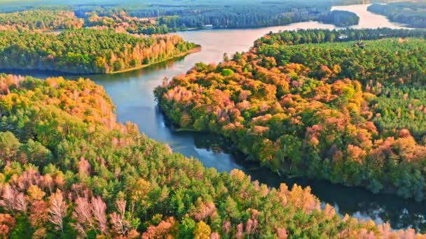 Barevný les a 3 řeky na podzim, letecký pohled, Polsko — Stock video