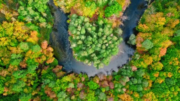 Vindlande flod- och höstskog i Polen, flygsikt — Stockvideo