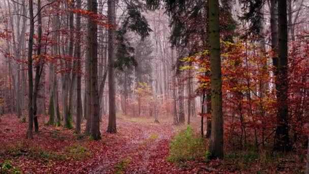 Efecto vértigo en bosque nublado de otoño, Polonia — Vídeos de Stock