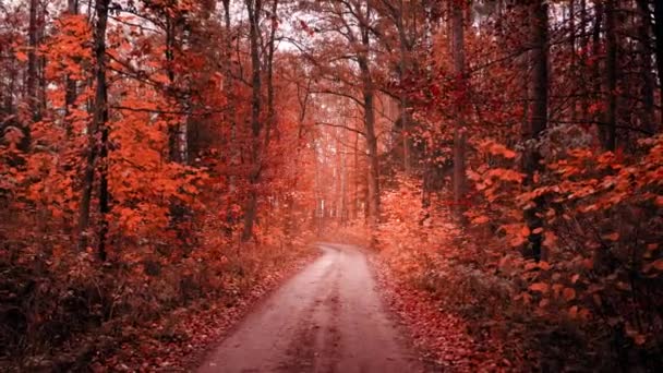 Camino sucio de otoño a través del bosque brumoso, vista aérea — Vídeo de stock