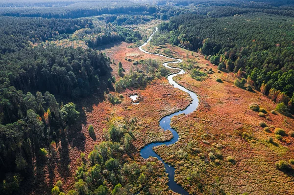 Идиллический Вид Коричневые Лебеди Реку Осенью Польша Вид Воздуха — стоковое фото
