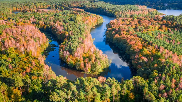 Вид Воздуха Извилистую Реку Осенний Лес Закате Польша — стоковое фото