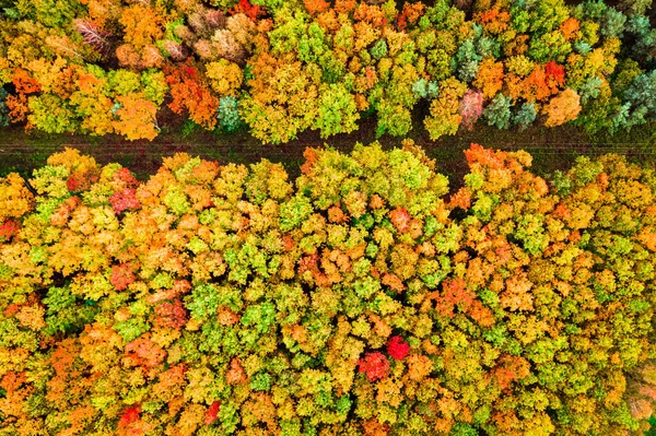 Aerial View Yellow Autumn Forest Poland Europe — Stock Photo, Image