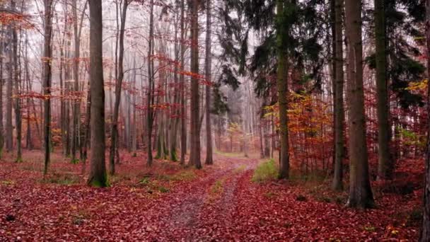 Sendero brumoso a través del bosque de otoño, vista aérea — Vídeos de Stock