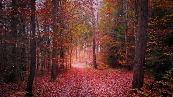 Herbststraße durch nebligen Wald, Luftaufnahme, Polen — Stockvideo