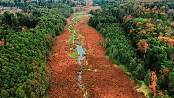 Повітряний вид на болото восени, Польща. — стокове відео