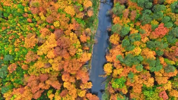 Widok z góry na kolorowy jesienny las i rzekę, Polska — Wideo stockowe