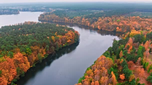 Río grande y bosque nublado de otoño, vista aérea de Polonia — Vídeos de Stock