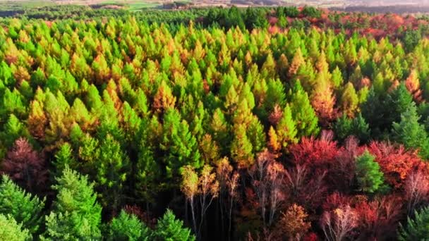 Letecký pohled na podzimní barevný les při západu slunce, Polsko — Stock video