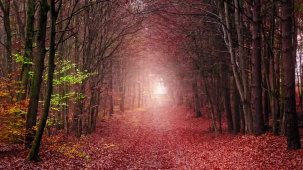 Efecto vértigo del sendero a través del bosque en otoño — Vídeo de stock