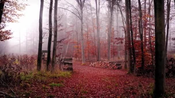 Bosque brumoso y árboles cortados en otoño, Polonia — Vídeos de Stock