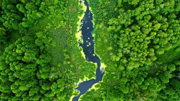 Bovenaanzicht van groen moeras en blauwe rivier in het voorjaar — Stockvideo