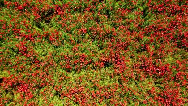 Ovanifrån av blommande rött fält med vallmofrö — Stockvideo