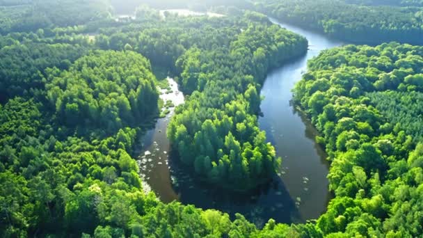 Пишна річка між зеленими лісами на сході сонця, вид з повітря — стокове відео