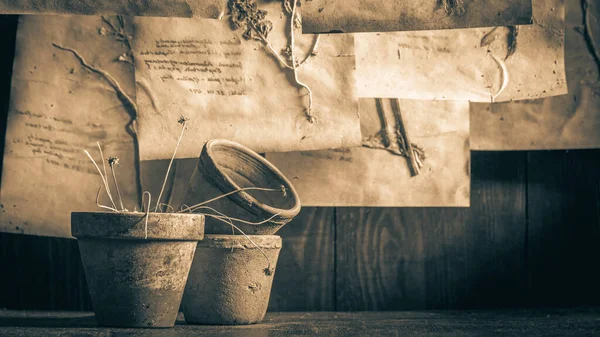 Laboratoire Extraordinaire Base Plantes Aux Herbes Fleurs Séchées — Photo