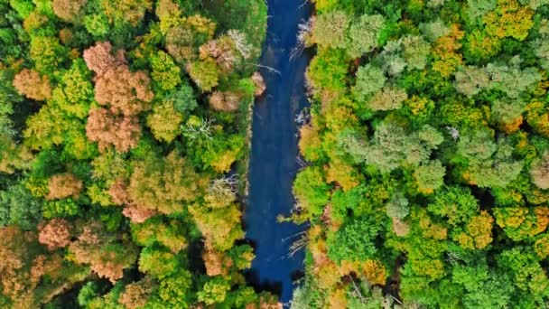 Latające nad jesiennym lasem i rzeką, Polska — Wideo stockowe