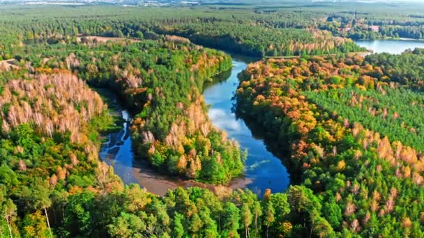 Πολύχρωμο δάσος και ποτάμι το φθινόπωρο, εναέρια άποψη — Αρχείο Βίντεο