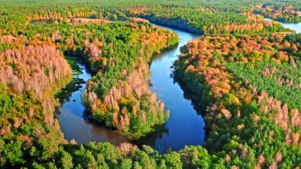 Río curvo en otoño al atardecer, vista aérea de Polonia — Vídeos de Stock